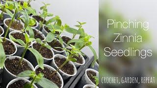 Pinching Zinnia Seedlings & Why  Crochet, Garden, Repeat