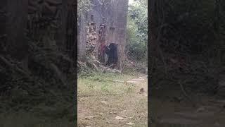 Unbelievable Sloth Bear Opens Temple Door in Ranthambhore National Park