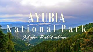 Beauty of AYUBIA | Ayubia National Park KPK Pakistan