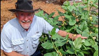 Hot June Texas Garden Tour