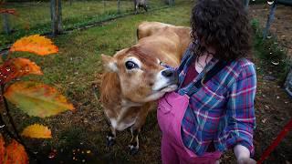 Come Milk a Cow With Me on a Stormy Fall Day - FARM ASMR