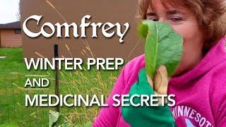 COMFREY: Winter Prep & Medicinal Secrets