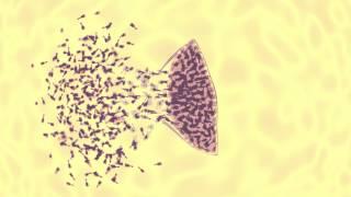 bacteriophage vs ecoli animation