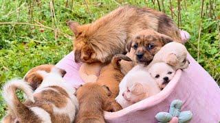 Daily life with 12 super cute dogs  It's just pure healing 