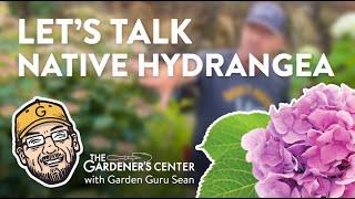 Let's Talk Native Hydrangea  Garden Guru Sean at The Gardener's Center