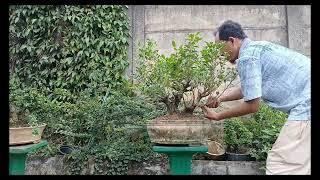 Beringin Kimeng  @hendridornatsukoco #bonsai  #ficusmicrocarpa