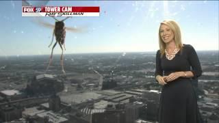 Bee 'attacks' Meteorologist Jennifer Ketchmark during weather forecast