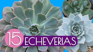 15 ECHEVERIAS FAVORITAS| NOMBRES Y CUIDADOS