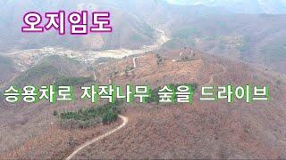 자작나무숲이 아름다운 오지임도를 자가용으로 쉽게 달릴수있다//오지임도 탐사여행// 노지차박 캠핑!!