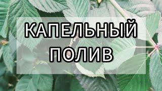 Как сделать капельный полив на ежевике и малине