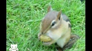 Cute Squirrel Has A Mouthful!