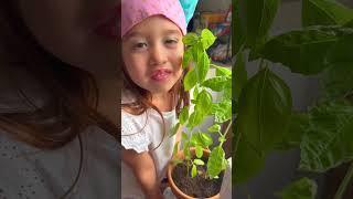 MONSTER PESTO PASTA BY CHEF LIS | HALLOWEEN RECIPES FOR KIDS AND ADULTS | FUNNY TODDLER