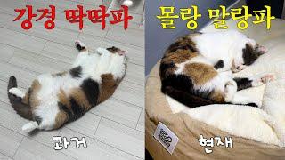 The cat whose preferences changed after 6 years