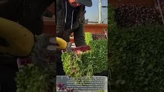 How to harvest sprouts || Creative corner