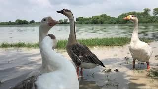 Ducks in a pond