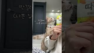 개냥이의 황당한 반응