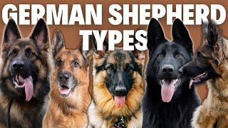 8 German Shepherd Breed Types - Simply Explained