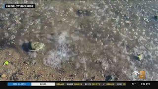 Mysterious bubbling in Hudson River