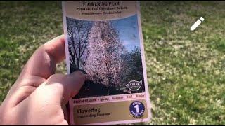 Young Cleveland Flowering Pear Tree & Information (Video 1)