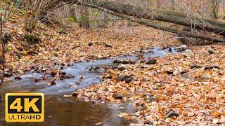 Autumn Stream in Tranquil Nature – Soothing Water Sounds for Relaxation [4K UHD]