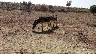 Horse Mating Donkey - #donkey Donkeys Breeding - Animals Mating Compilation 2024