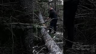 Ported Poulan 2150 with Iron Horse Exhaust In the wood #portedchainsaw #poulanchainsaw #chainsaw