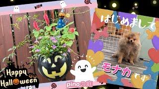 【pinoの庭】今年は可愛いハロウインの小さなハンギングを作ったよ！新しい家族のご紹介。ポメラニアンの女の子、３ヶ月のモナカ。現在猿期。#ガーデニングブログ ＃ポメラニアンのモナカ