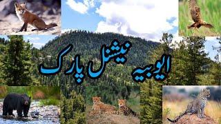 Ayubia National Park Pakistan Khanspur | Pakistan National Parks | ایوبیہ نیشنل پارک پاکستان