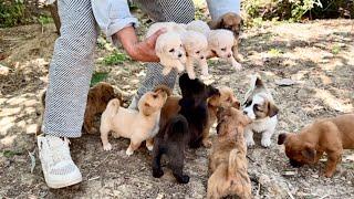 Unbelievable! 12 forest puppies grew into strong dogs like a miracle