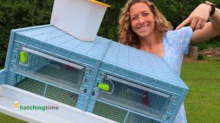 Hatching Time's Grow Out Cages for Chicks and Quail - HONEST Brooder Review