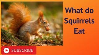 What do Squirrels Eat