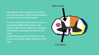 Spinal cord anatomy lecture