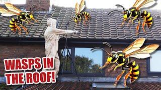 How to kill a WASP NEST... what could go wrong?!