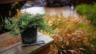 How to Turn Nursery Stock into a Shohin Bonsai Creation