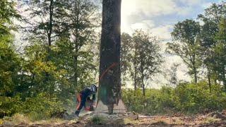 Pov timber felling with Femalelumberjack