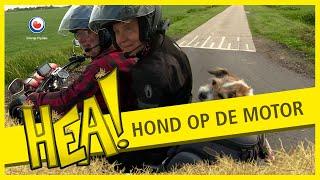 Hondje op de motor | HEA!