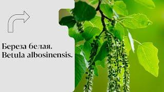 Береза белая. Betula albosinensis.