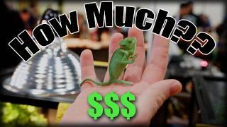 How much are people PAYING for animals at the Reptile Super Show??