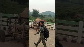 Special  Force's #army #faujilyfstyle #indianarmy #armylover #indianmilitary #shorts #viralvideo