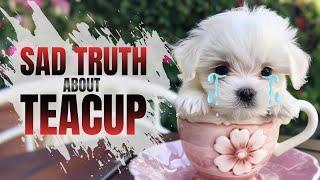 What to know before having a teacup puppy ｜Teacup dog Health Problem