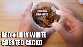 Lilly White Crested Gecko UNBOXING | GECKOPIA