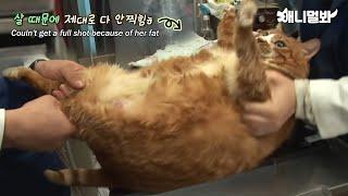 Cat Can't Accept The Fact That He's Fat