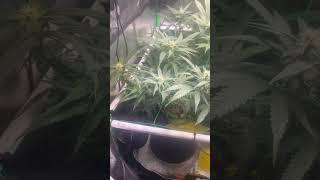 JUST.FED.SOME.FOOP#viralvideo #foop #floweringplants #indoorgrowing #metal #canopy #trellis
