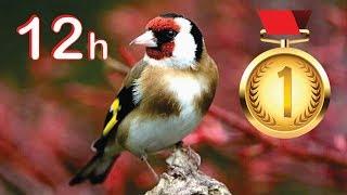 Goldfinch 12h Training Song 2019