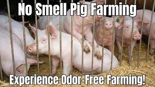 No Smell Pig Farming A Revolution in Farming