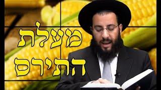 תירס - מעלות סגולות וטיפים | מועיל לטחורים | מדור בריאות | הרב רביד נגר