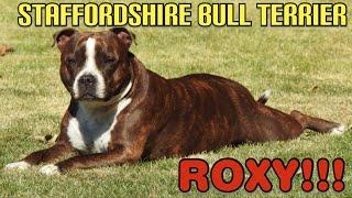 DOGS I STAFFORDSHIRE BULL TERRIER ROXY!