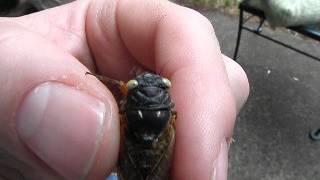 White-eyed male Magicicada septendecim cicada from Metuchen NJ. (Brood II, New Jersey, 2013)