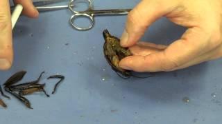 Grasshopper Dissection