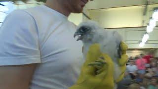 Meet 'Bibli' the falcon born on top of a library